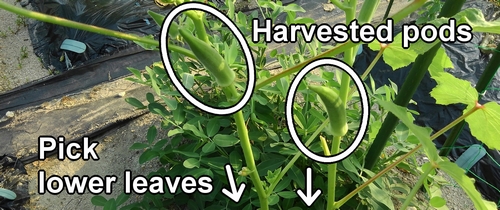 Okra is harvested while picking lower leaves