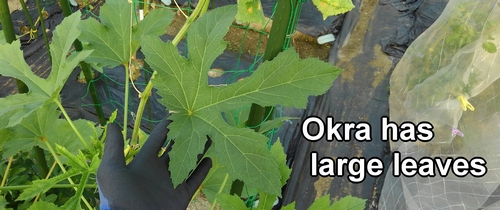 Okra has large leaves