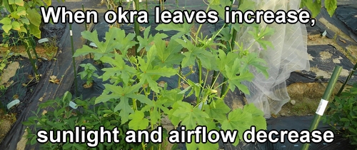 When okra leaves increase, sunlight and airflow decrease