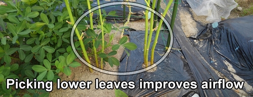 Removing the lower leaves of okra improves airflow