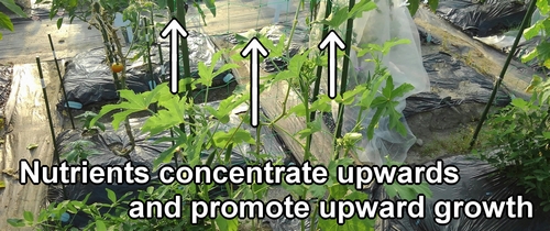 Nutrients also concentrate upward, so the okra plants grow vigorously