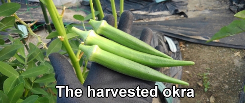 The harvested okra