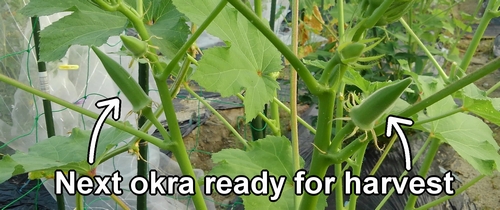 The next okra ready for harvest