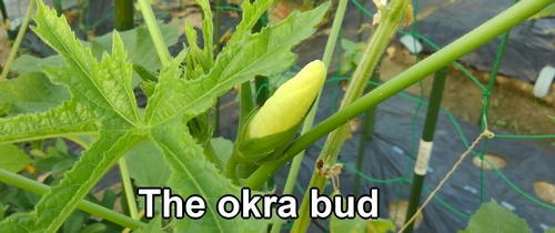 The okra bud