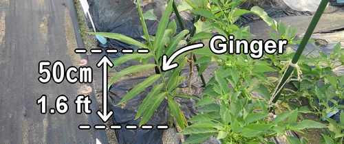 The ginger grows up to 50cm (1.6 feet) tall