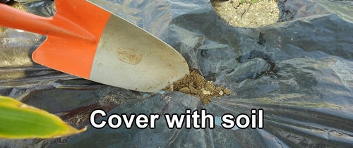 Cover the chicken manure with soil