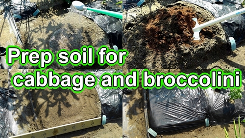 Prep soil for winter cabbage plants and broccolini