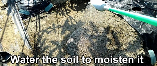 Water the soil to moisten it