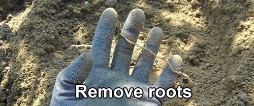 Remove roots