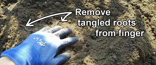 Remove tangled roots from your fingers