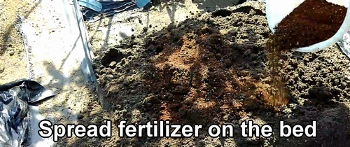 Spread fertilizer on the bed for cabbage and broccolini