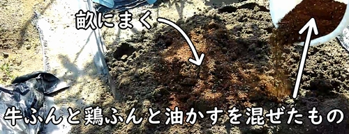 キャベツと茎ブロッコリーの区画に肥料をまく