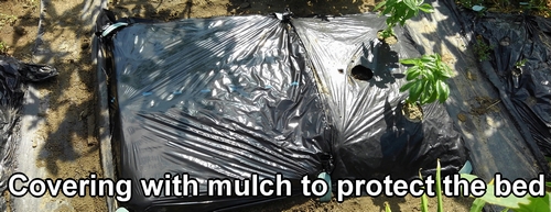 Covering with mulch sheets to protect the bed of cabbage and broccolini