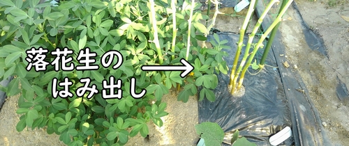 落花生のはみ出し