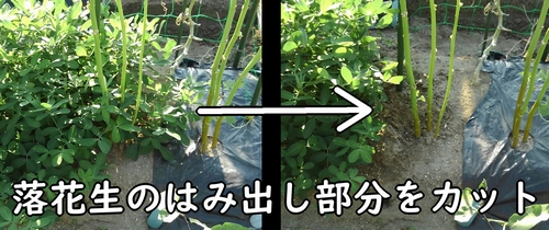 落花生のはみ出した部分をカット