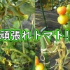 頑張れトマト！