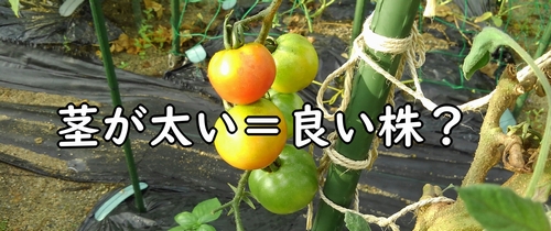 茎が太い株が良い株