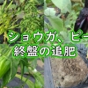 Fertilizing ginger root (4th), brinjal and pepper (5th) – Growing ginger r