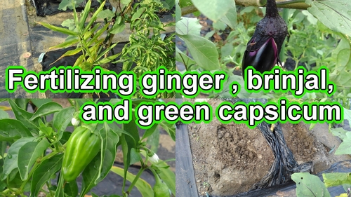 Fertilizing ginger root, brinjal plant, and green capsicum