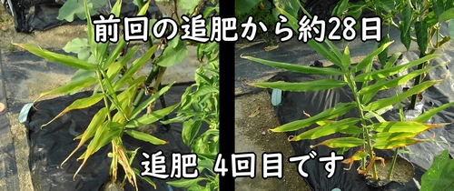 生姜（土生姜）の追肥は、今回で4回目