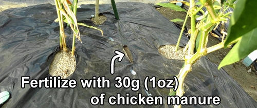 The fertilization spot for ginger is between the plants