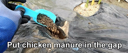 Put chicken manure in the gap