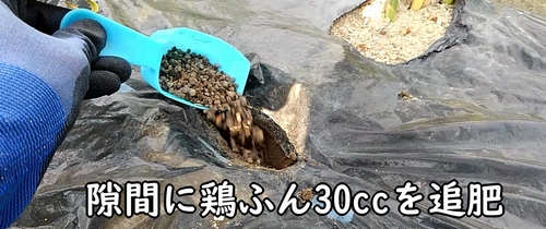 追肥箇所に鶏糞30ccを追肥