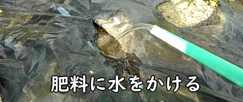 追肥した肥料を水で湿らせる