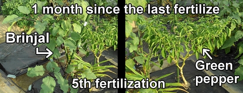 The brinjal plant and green capsicum are on their fifth fertilization