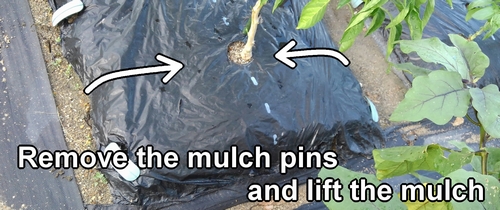 Turn over the mulch