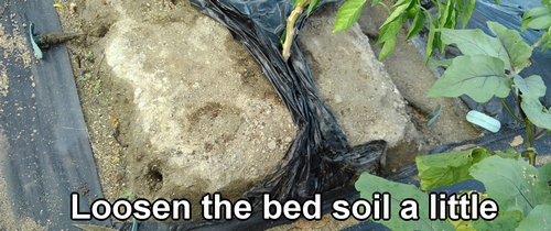 Loosen the bed soil a little
