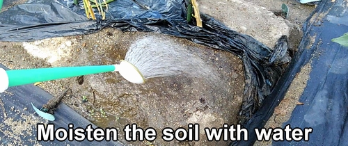 Moisten the soil with water