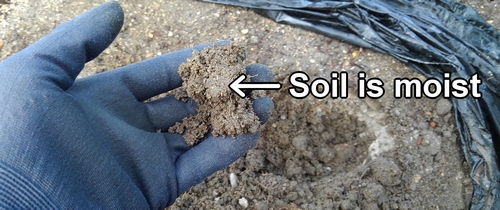 The soil is moist