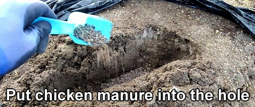 Fertilize with 30g (1 oz) of chicken manure per spot