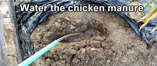 Water the chicken manure