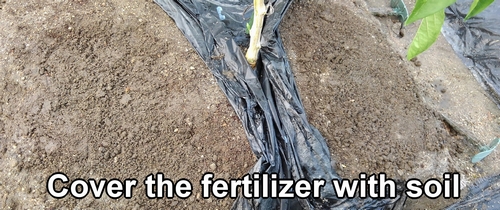 Cover the fertilizer with soil