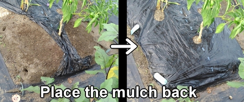 Place the mulch back