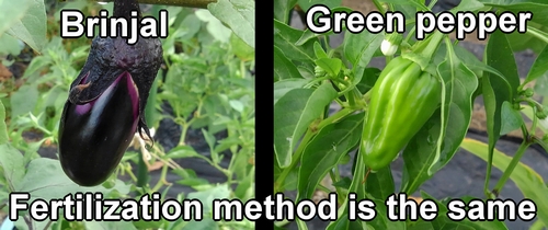 The fertilization method for both brinjal and green capsicum is the same