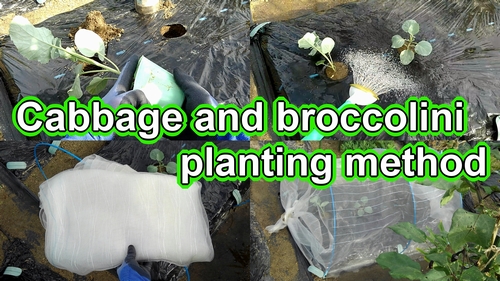 How to plant broccolini and cabbage seedlings