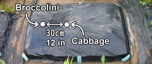 The spacing between cabbage and broccolini plants is about 30cm (12 inches)