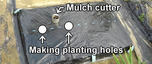 Making planting holes in polythene mulch