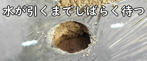 苗の植え付けは水が引いてから