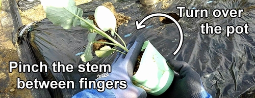 Pinch the stem of the cabbage and broccolini plant between fingers