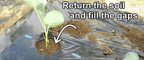 Return the soil and fill the gaps