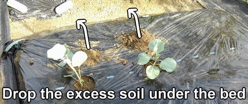 Any excess soil from planting seedlings should be dropped beneath the bed