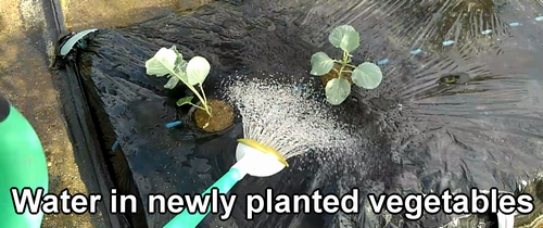 Water in newly planted cabbage and broccolini