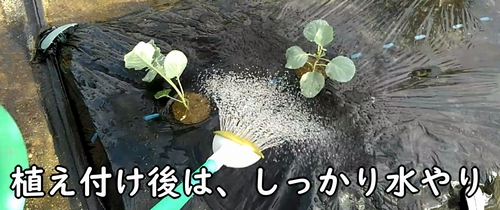 植え付け後は水やりをする