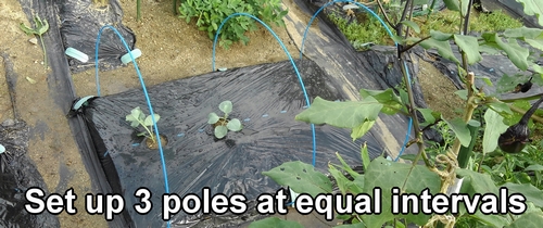 Set up 3 stakes at equal intervals