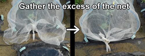 Gather the excess of the insect net