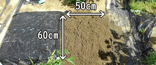 のらぼう菜の栽培区画は、約60cm×50cmの大きさ